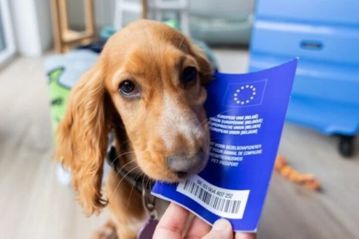 Parlament Europejski proponuje zmiany w zasadach dotyczących kotów i psów