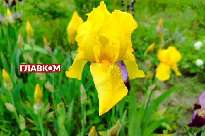 In Ukraine, variable cloudiness and no precipitation: weather forecast for June 10